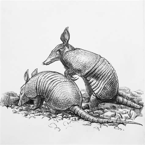 The Most Idea Armadillo Drawing - DIARY DRAWING IMAGES