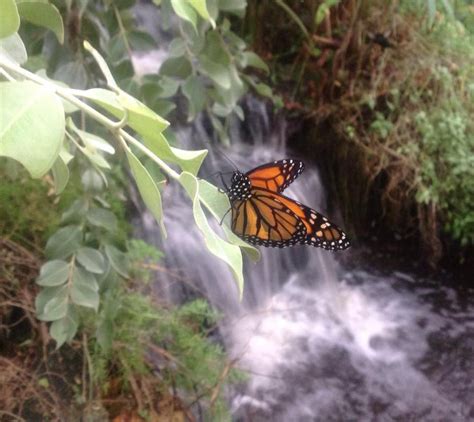 Stratford Butterfly Farm | Lets Go Out