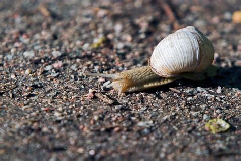 15 Most Common Types Of Garden Snails [& How To Identify Them]