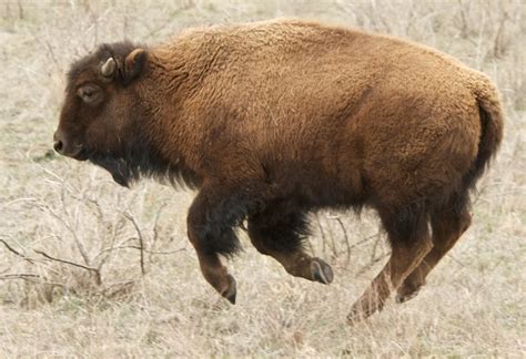 Bison/Buffalo Calf Running at Rocky Mountain Arsenal Natio… | Flickr