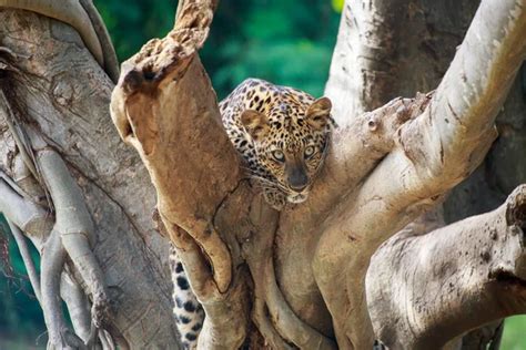 Leopard on tree Stock Photos, Royalty Free Leopard on tree Images ...