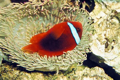 Tomato Clownfish: Care, Breeding, Diet & Behavior - Fish Informer