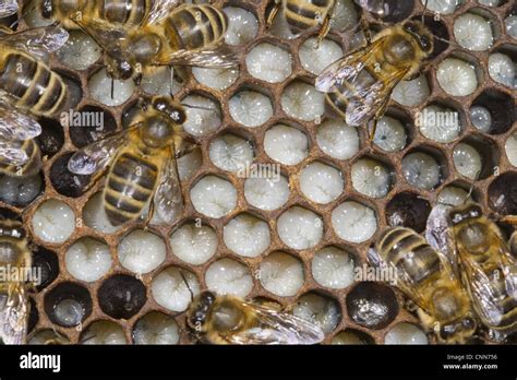 Western Honey Bee (Apis mellifera) female workers, on brood comb inside ...