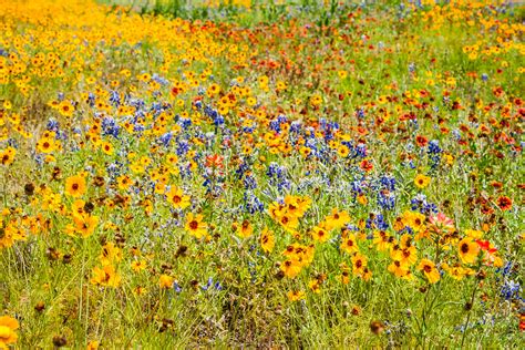 Flashback Trip: Texas Roadside Wildflowers - Roadesque