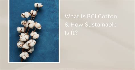 What Is BCI Cotton & How Sustainable Is It?