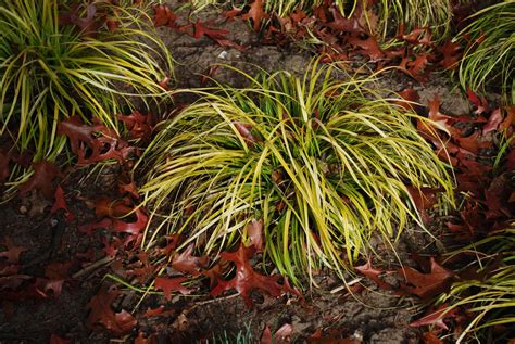 Carex Oshimensis Everillo. Grasses for Sale. Letsgoplanting.co.uk