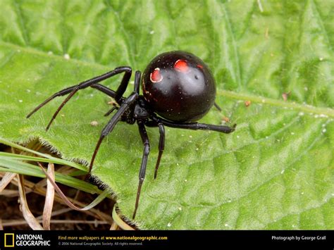 National Geographics: widow spider black widow spider brown widow spider