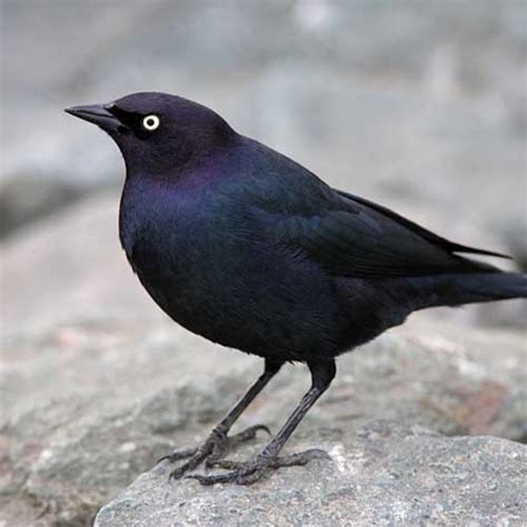 Brewer's Blackbird | Fourth Grade Study Guide | Marin Audubon Society ...