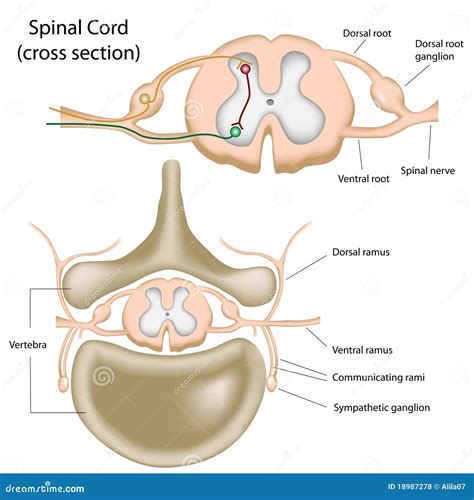 Cross Section of the Spinal Cord Stock Vector - Illustration of cord, column: 18987278