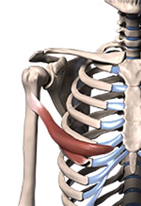 Proko How To Draw Pecs Anatomy Form 7630 | The Best Porn Website