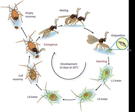 Biological cycle of an hymenopteran aphid parasitoid. Modified after Chaubet (INRA Encyclop ...