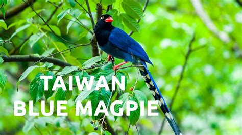 Birds of the World | 17 | Taiwan Blue-Magpie | Urocissa caerulea ...