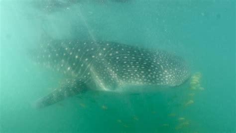 Snorkeling with whale sharks in La Paz, Mexico: a bucket list WIN ...