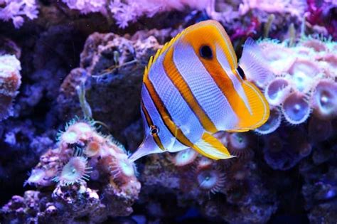 Reef Safe Butterflyfish – Salt Tank Report