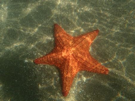 Free Images : fauna, starfish, invertebrate, sea star, echinoderm ...