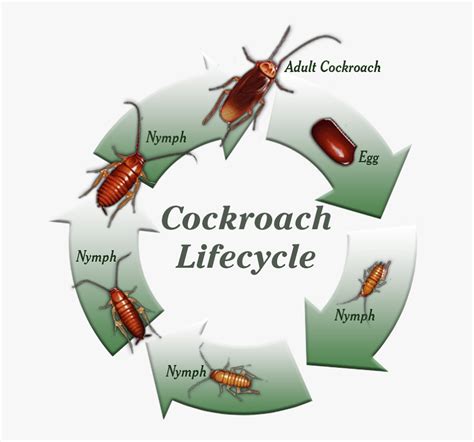 Hissing Cockroach Life Cycle