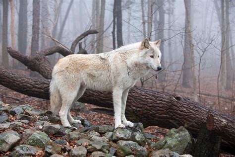 Tundra Wolf Facts, Adaptations, Pictures