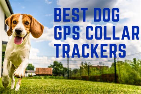 Best Dog GPS Collar Trackers For 2023 - totalPETint