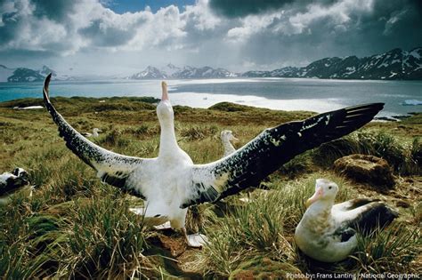 Interesting facts about albatrosses | Just Fun Facts