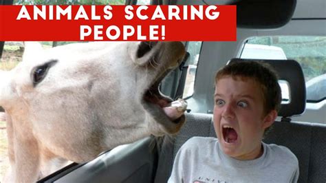 Funniest Animals Scaring People Reactions of 2018 Weekly Compilation | Funny Pet Videos | ADEW ...