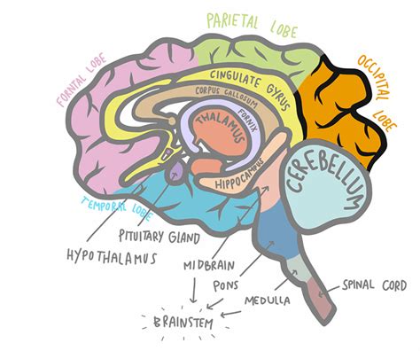 Le lobe occipital et les AVC : les séquelles et la rééducation