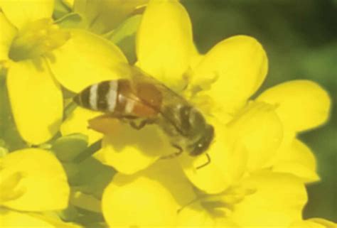 32 Apis florea pollen collector on Brassica rapa flowers. | Download ...