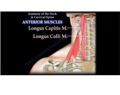 Cervical Paravertebral Muscles