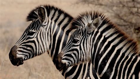 Zebra – Spirit Animal, Symbolism and Meaning