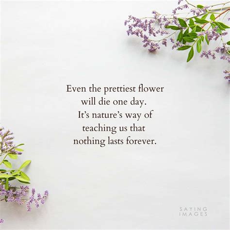 35 Beautiful Flower Quotes to Celebrate Life, Hope, and Love - SayingImages.com