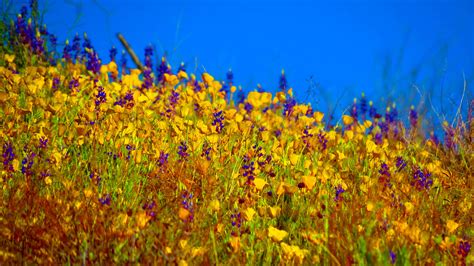 Sonoran Desert Wildflowers [4000x2248] [OC] : r/BotanicalPorn