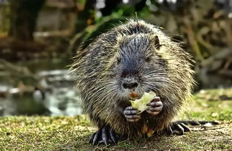 Nutria - Description, Habitat, Image, Diet, and Interesting Facts