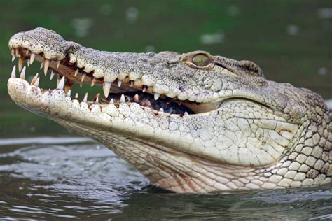 Man-eating monster crocodile may be Florida’s newest invasive species ...