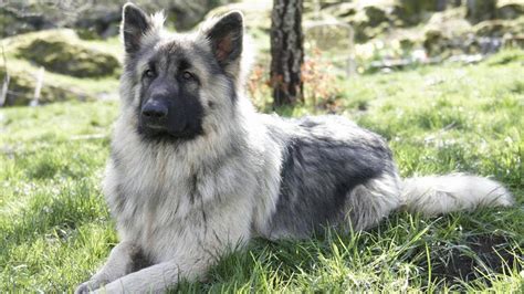 Shiloh Shepherd dog - Temperament, Lifespan, Shedding, Puppy