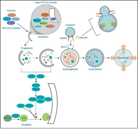 Autophagy Signaling Pathway