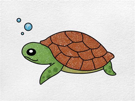 How to Draw a Baby Turtle - HelloArtsy