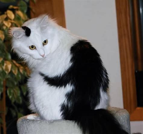 27 Unique Cat Markings That Look So Good You Think They're Fake