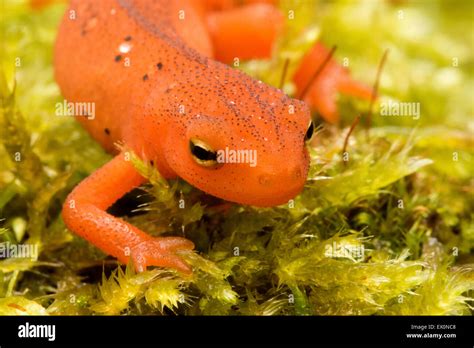 Salamander of New England, orange Eastern/Red spotted Newt ...