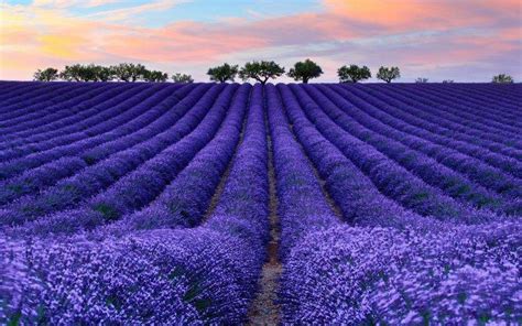 nature, Colorful, Photography, Lavender Wallpapers HD / Desktop and Mobile Backgrounds