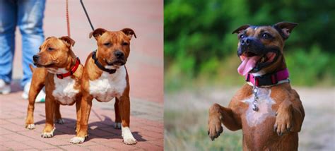 Staffordshire Bull Terrier Training 101 - Unleashing The Potential: A ...