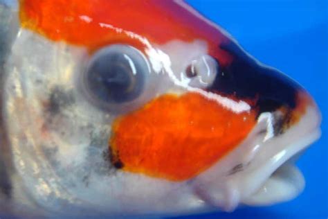 Goldfish Cloudy Eye: Causes, Signs & Treatment - AquariumPub