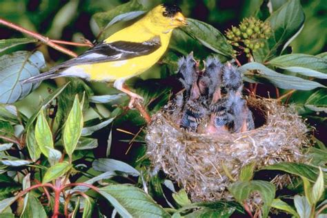 American Goldfinch Facts, Habitat, Diet, Life Cycle, Pictures