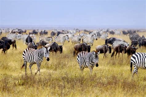 Grazing wildebeest and zebras in Nairobi National Park, Kenya | Kenya safari, Safari holidays ...