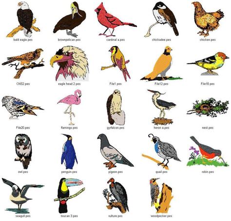 bird species list - AOL Image Search Results | Bird species, Bird types, Bird