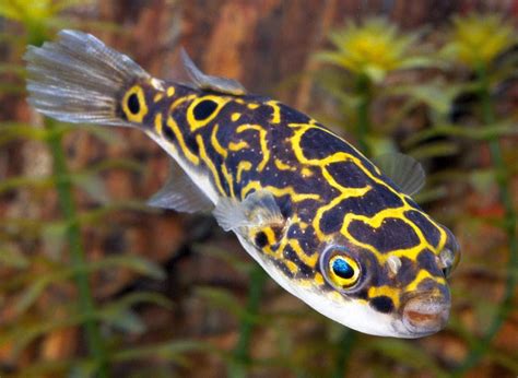 Figure Eight Pufferfish (Tetraodon biocellatus) Freshwater Aquarium ...