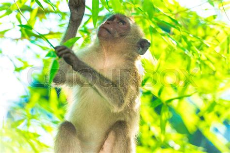 Wild animal monkey eating green bamboo ... | Stock image | Colourbox