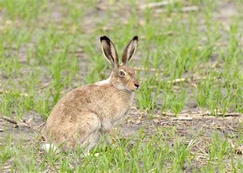 White-tailed Jackrabbit | Nature Manitoba