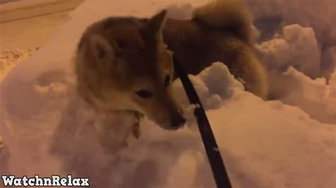 Funny Dogs in Snow Compilation - YouTube