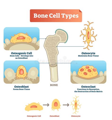 Osteon Diagram Stock Illustrations – 38 Osteon Diagram Stock ...