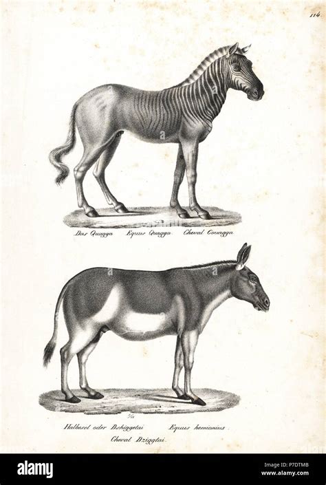 Quagga, Equus quagga (extinct) and onager, Equus hemionus (endangered ...