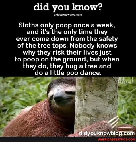 Did you know? Sloths only poop once a week, and it's the only time they ever come down from the ...